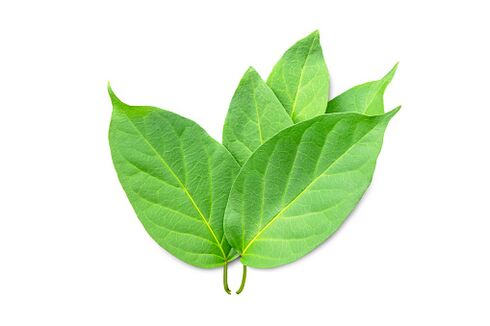 Blutforde enthält Gymnema sylvestre-Extrakt